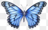 PNG  Drawing butterfly animal insect sketch.