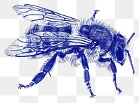 PNG  Drawing bee animal insect sketch.