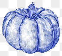 PNG  Drawing pumpkin vegetable sketch plant.