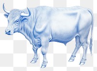 PNG  Drawing cow livestock buffalo cattle.