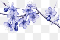 PNG  Drawing cherry blossom flower sketch plant