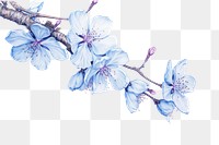 PNG  Drawing cherry blossom flower sketch plant