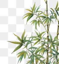 PNG  Realistic vintage drawing of bamboo border backgrounds plant tranquility.