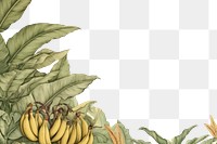 PNG  Realistic vintage drawing of Banana border banana backgrounds plant.