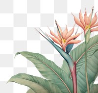 PNG  Realistic vintage drawing of bird of paradise border pattern flower sketch