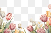 PNG  Realistic vintage drawing of tulip border backgrounds flower sketch