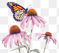 PNG  Butterfly Purple Coneflower Monarch monarch.