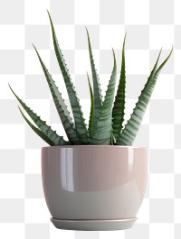 PNG  Aloe vera houseplant aloe terracotta flowerpot. AI generated Image by rawpixel.
