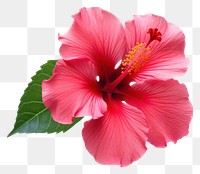 PNG  Hibiscus blossom flower petal. AI generated Image by rawpixel.