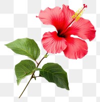 PNG  Hibiscus flower plant white background. AI generated Image by rawpixel.