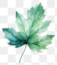 PNG  Leaf in Watercolor style plant white background creativity.