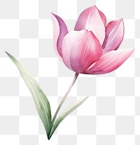 PNG  Tulip flower in Watercolor style blossom petal plant.
