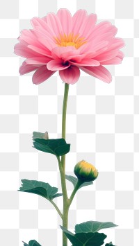 PNG Flower outdoors blossom nature. AI generated Image by rawpixel.