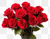 PNG Red rose flower bouquet plant white background inflorescence.