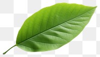 PNG  Green leaf plant white background freshness. AI generated Image by rawpixel.