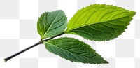 PNG  Leaves leaf plant herbs white background. AI generated Image by rawpixel.