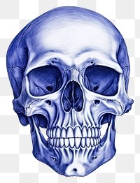 PNG  Drawing skull sketch blue illustrated
