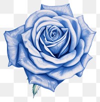 PNG  Drawing rose sketch flower plant.