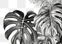 PNG Monstera sketch plant leaf. AI generated Image by rawpixel.