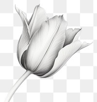 PNG Tulip drawing sketch flower. AI generated Image by rawpixel.