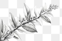 PNG Plant drawing sketch white. AI generated Image by rawpixel.