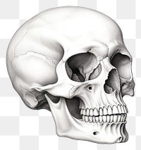 PNG Skull drawing sketch anthropology. AI generated Image by rawpixel.