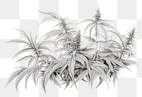PNG A group of cannabis drawing sketch plant. AI generated Image by rawpixel.