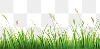 PNG Grass with flower nature backgrounds outdoors.
