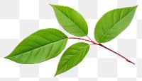 PNG  Small rose leaf plant green tree. AI generated Image by rawpixel.