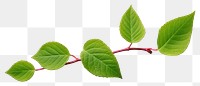 PNG  Small rose leaf plant white background freshness. AI generated Image by rawpixel.