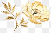 PNG  Peony pattern drawing flower