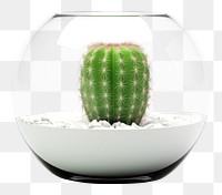 PNG Transparent glass cactus pot plant white background houseplant.