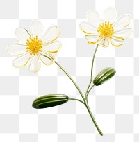 PNG  Transparent glass simple wildflower icon blossom petal plant.