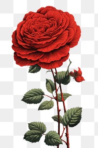 PNG  Traditional japanese wood block print illustration of a red rose against summer cloud flower plant inflorescence.