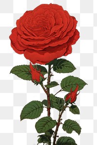 PNG  Traditional japanese wood block print illustration of a red rose against summer cloud flower painting plant.