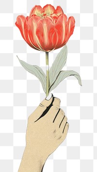 PNG  An isolated hand hold tulip flower art drawing. AI generated Image by rawpixel.