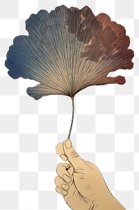 PNG  An siolated hand hold ginko leaf art drawing sketch. AI generated Image by rawpixel.