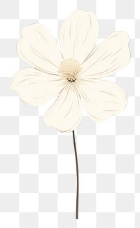 PNG  Minimal white flower petal plant inflorescence. AI generated Image by rawpixel.