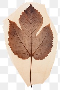 PNG  Real Pressed a diversity leaf plant tree pattern.