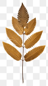 PNG  Real Pressed a diversity rowan leaf plant pattern branch