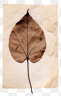 PNG  Real Pressed a mini leaf plant paper text.