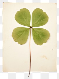 PNG  Real Pressed a minimal aesthetic green clover leaf plant freshness nature.
