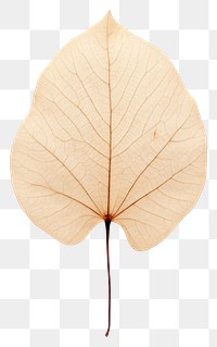 PNG  Real Pressed a minimal aesthetic eucalyptus leaf leaf plant tree xanthosoma.