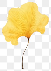 PNG  Real Pressed a minimal aesthetic yellow ginkgo leaf flower petal plant