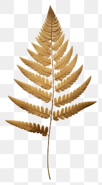 PNG  Real Pressed a minimal aesthetic pale Polypodium pine needle leaf plant fern pattern.