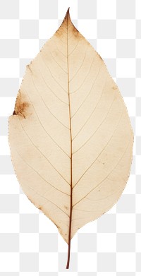 PNG  Real Pressed a minimal aesthetic botanical leaf textured plant fragility.
