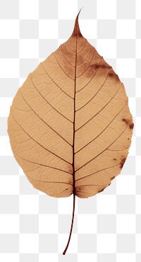 PNG  Real Pressed a minimal vibrant vintage leaf textured plant tree.