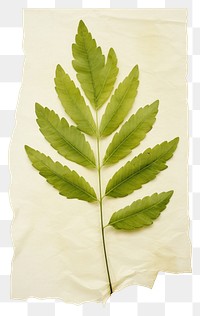 PNG  Real Pressed a minimal aesthetic green marigold leaf plant paper tree.