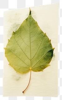 PNG  Real Pressed a minimal aesthetic green sunflower leaf plant paper tree.