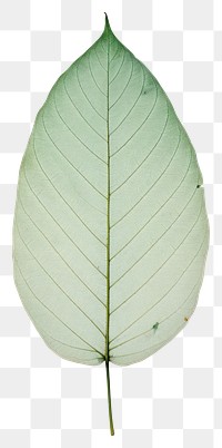 PNG  Real Pressed a minimal aesthetic green botanical leaf plant tree annonaceae.